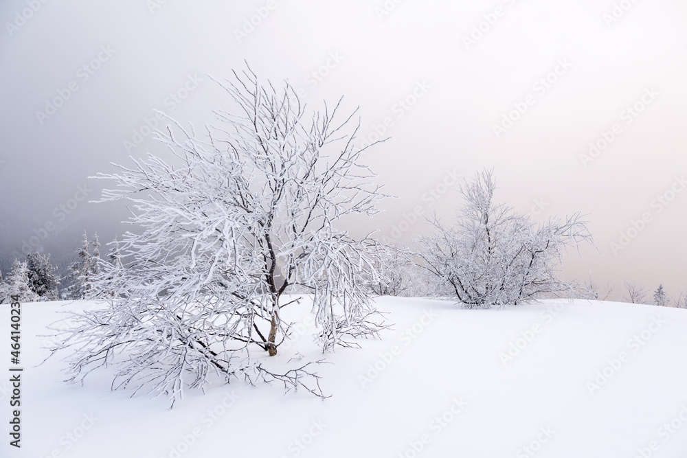 Landscape on winter day. Forest. Meadow covered with frost trees in the snowdrifts. Christmas wonderland. Snowy wallpaper background. Nature scenery. Location place the Carpathian, Ukraine, Europe. Landscape on winter day. Forest. Meadow covered with frost trees in the snowdrifts. Christmas wonderland. Snowy wallpaper background. Nature scenery. Location place the Carpathian, Ukraine, Europe.