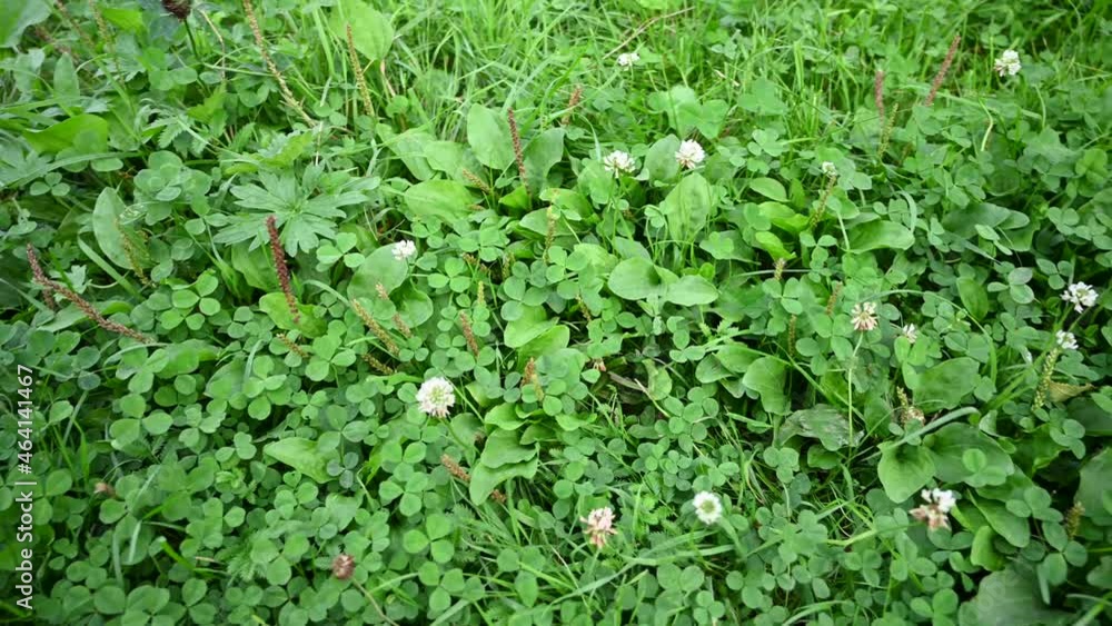 Panorama with meadow grasses, trifolium repens, pink clover in the field summer, panorama video. High quality 4k footage Panorama with meadow grasses, trifolium repens, pink clover in the field summer, panorama video. High quality 4k footage