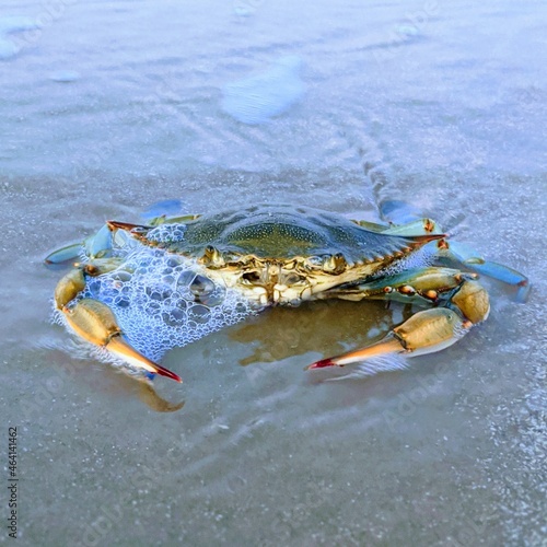 Texas Crab © Meagan