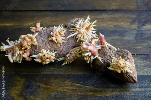 Shriveled sprouted potatoes with lush bunches of young roots close up lying on the wooden deck