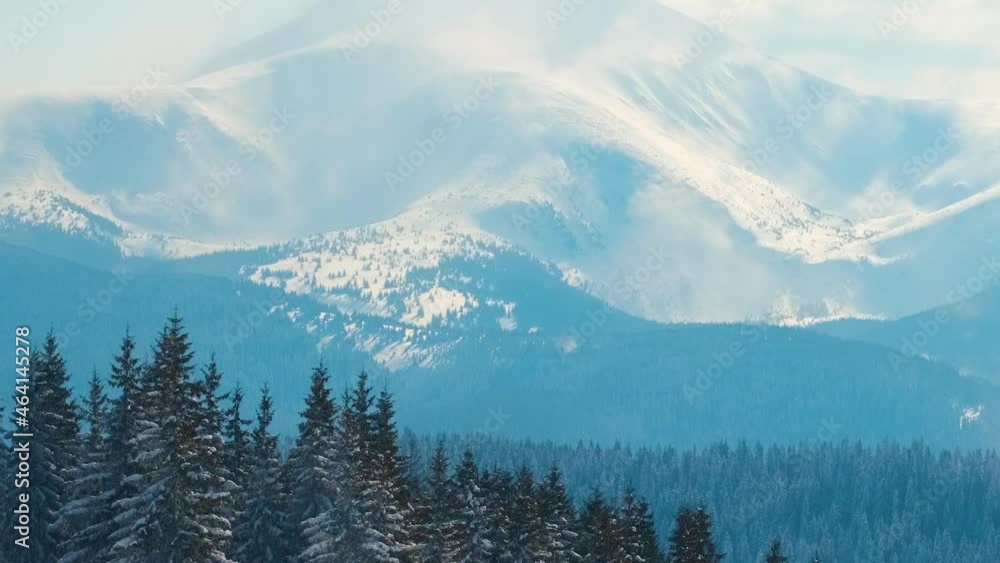Tall evergreen pine trees swaying on strong stormy wind during heavy snowfall in winter mountain forest on cold bright day. Tall evergreen pine trees swaying on strong stormy wind during heavy snowfall in winter mountain forest on cold bright day.