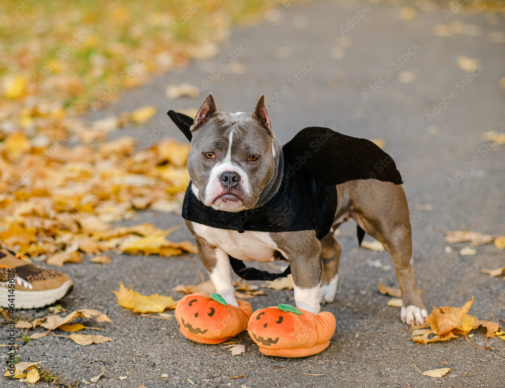 American Bully dog dressed in a costume for the celebration of Halloween. A dog in a vampire bat costume.