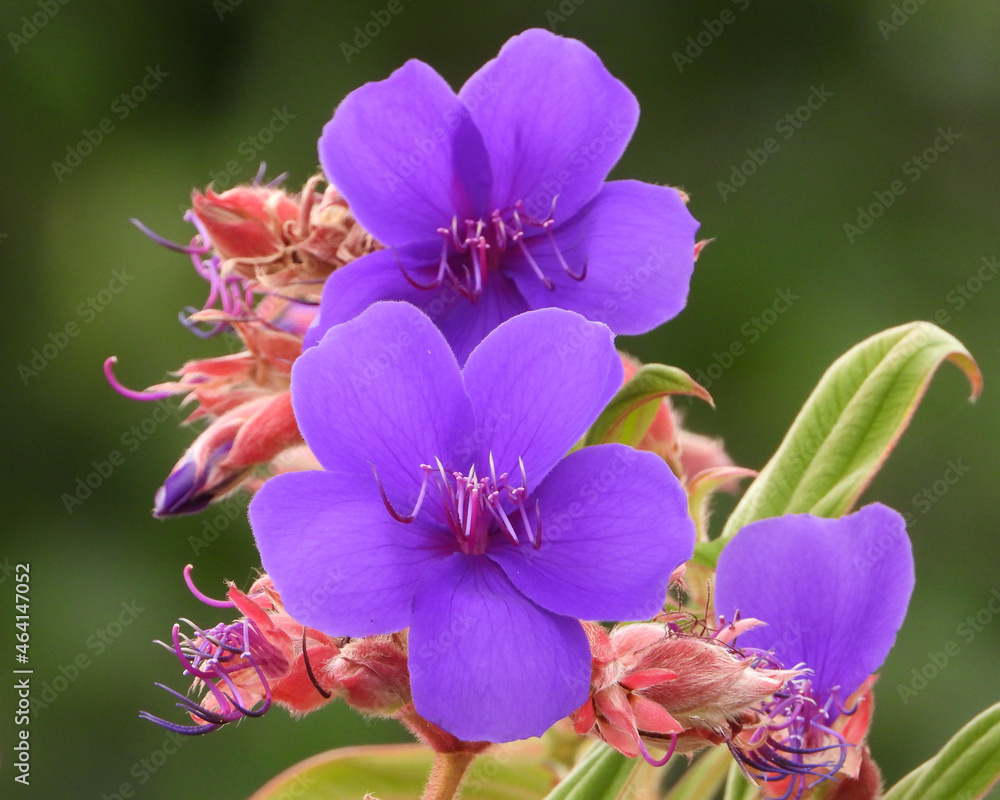 Purple Princess Flower of Glory Trees Purple Princess Flower of Glory Trees