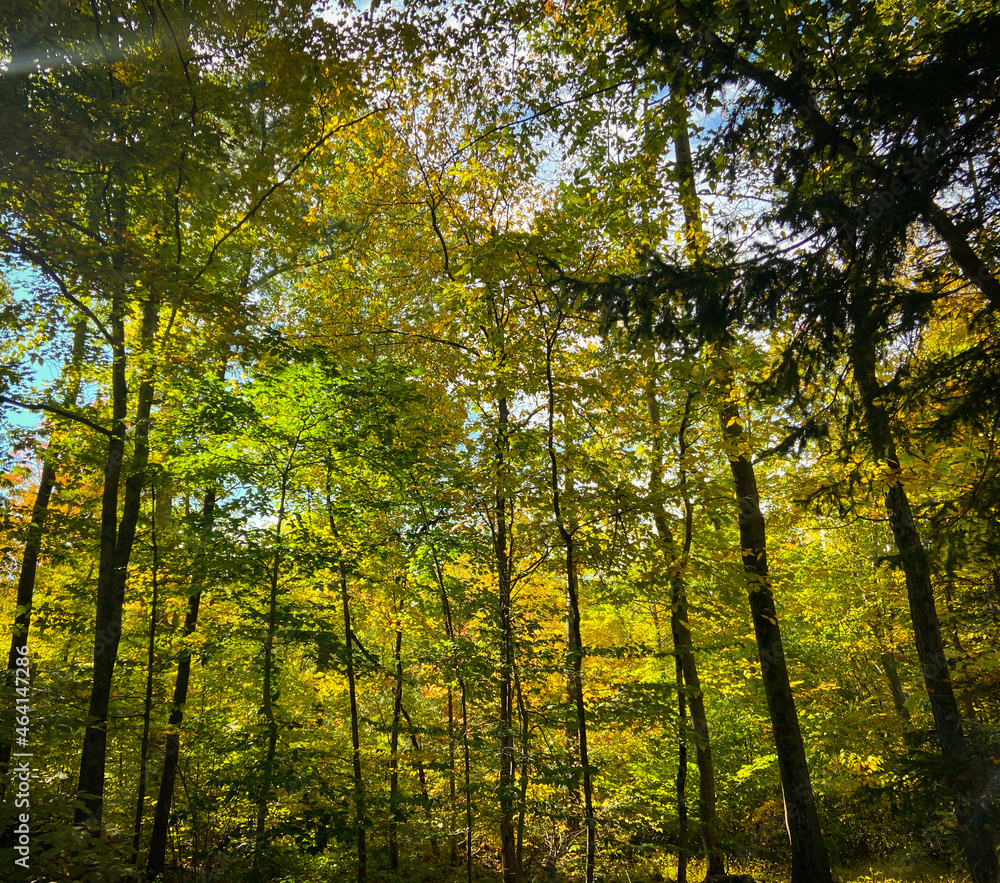 Breath-taking, peaceful forest trees with light golden hues of early autumn