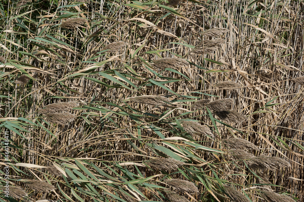 ornamental or wild weed tall grasses blowing in the wind ornamental or wild weed tall grasses blowing in the wind