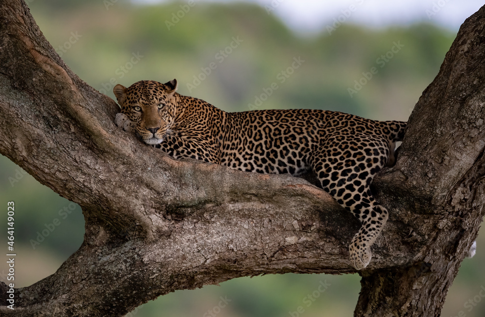 Obraz premium A leopard in Africa 