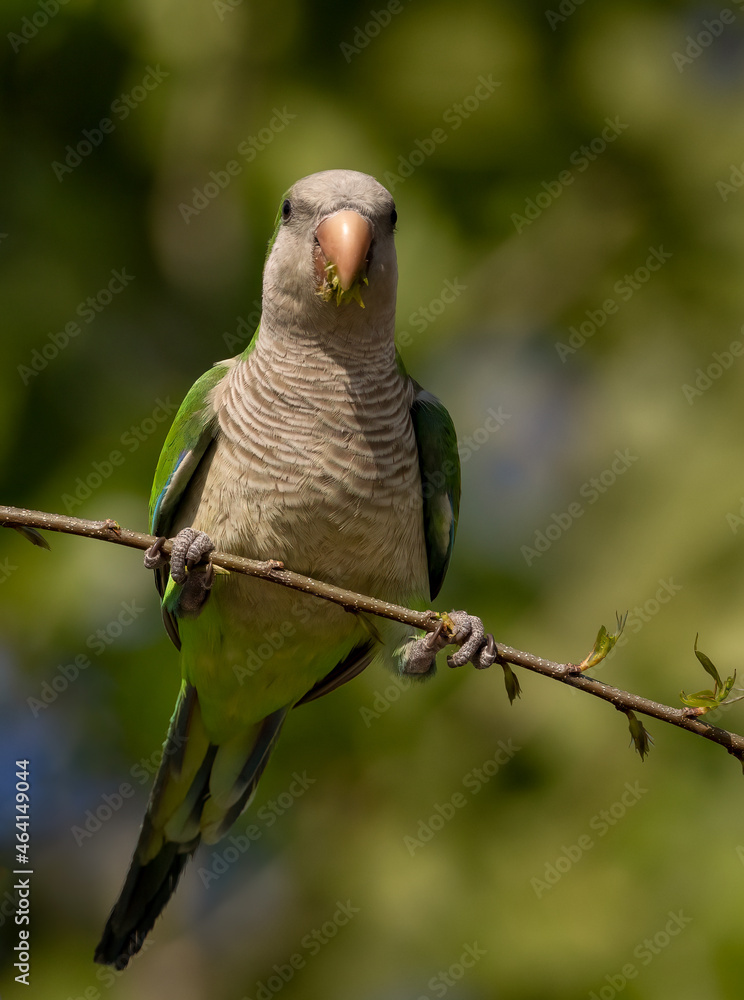 Fototapeta premium A monk parakeet in Florida 