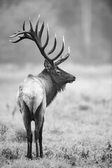 Tuinposter Zwart wit Eland in herfstbos tijdens bronst  © Harry Collins