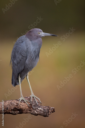 A little blue heron in Florida 