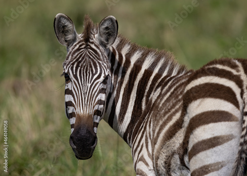 Fototapeta Naklejka Na Ścianę i Meble -  A Zebra in Africa 