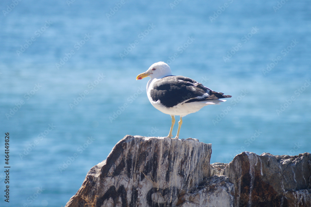 Fototapeta premium La Gaviota