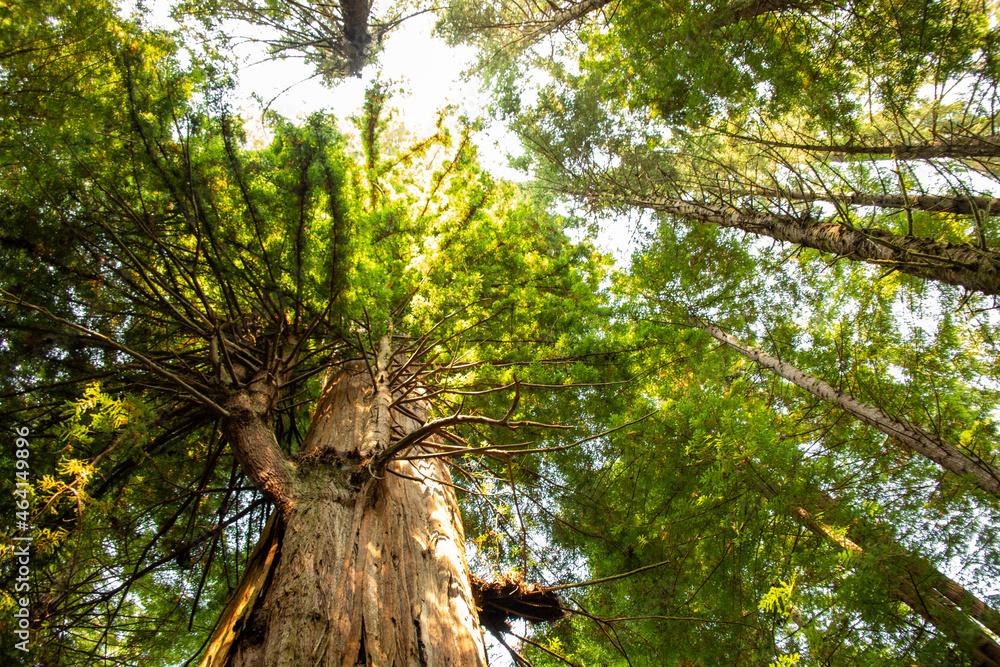 Obraz premium trees in the forest