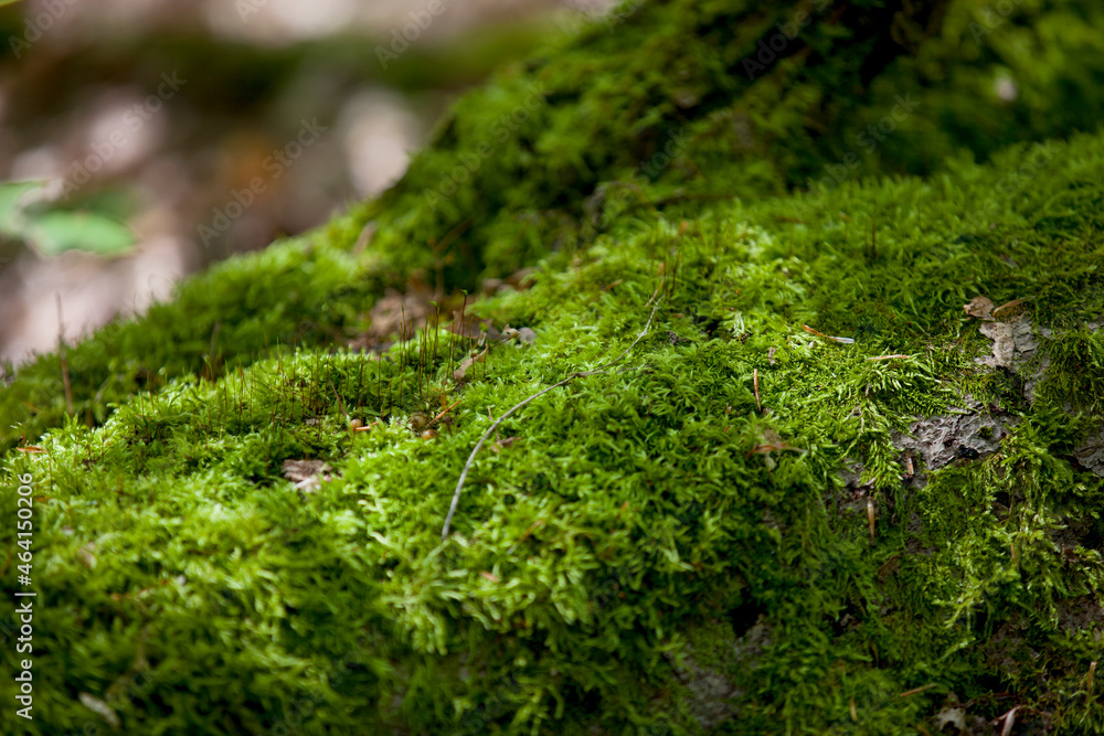 Moss growing on fallen tree trunks and branches. Moss growing on fallen tree trunks and branches.