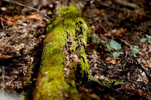 Moss growing on fallen tree trunks and branches.