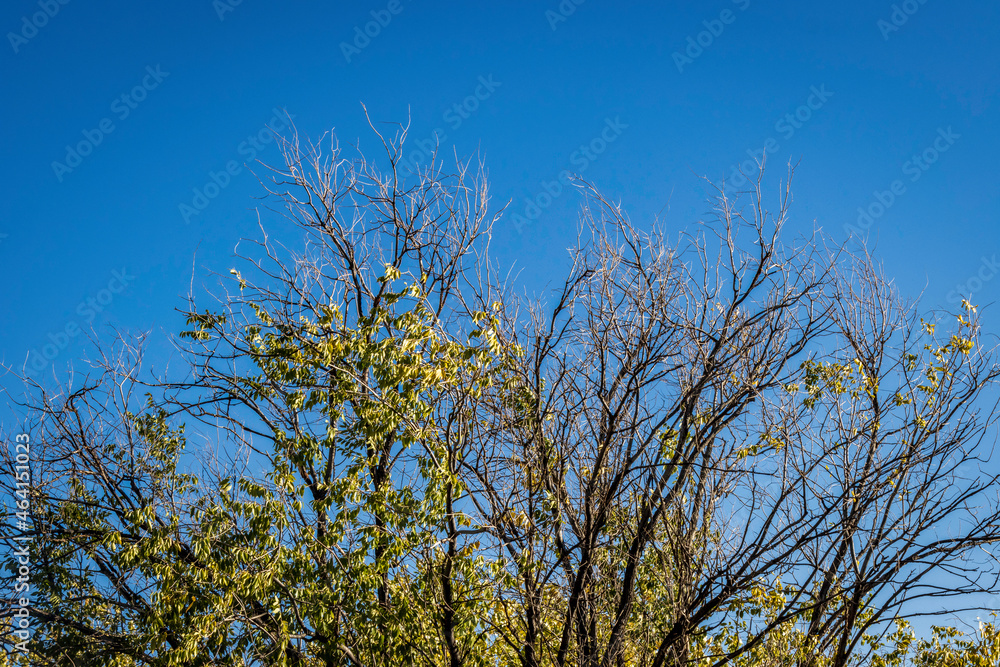 Dying Trees Inhabit the Sky