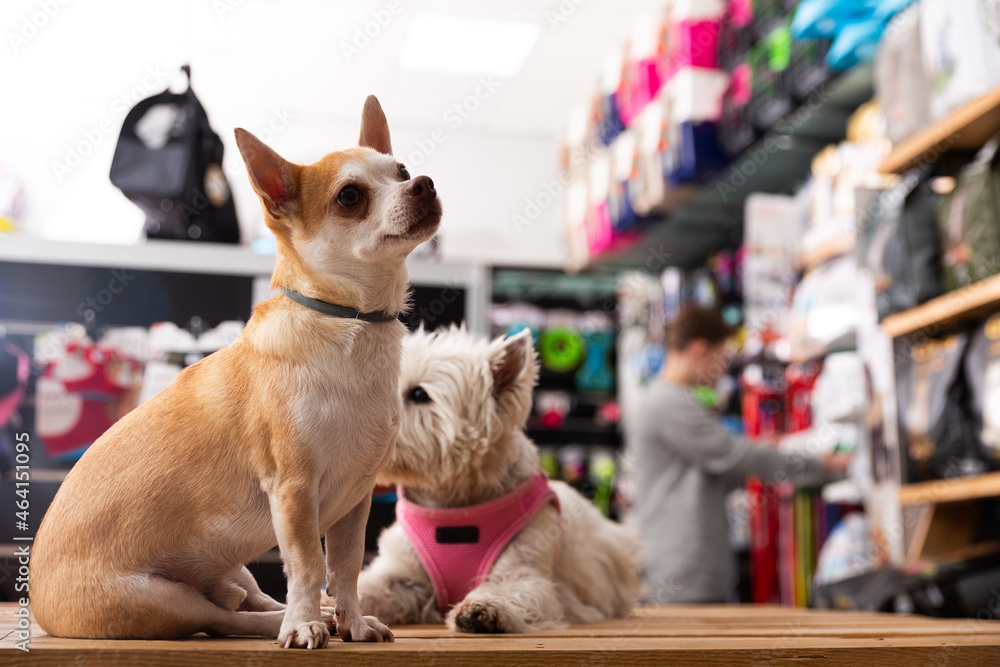 Chihuahua and west highland terrier dogs sitting in petshop. High quality photo