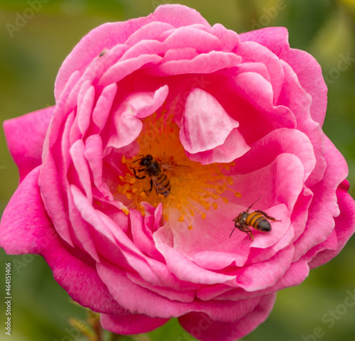 bee on pink flower