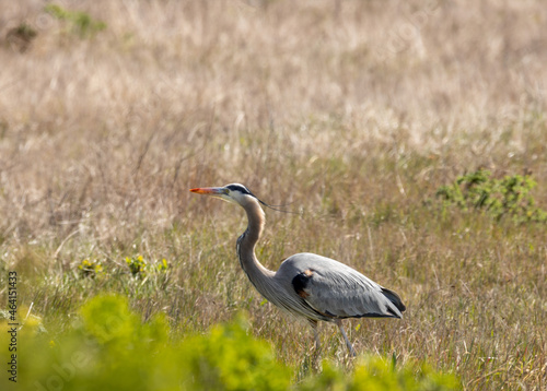 Grey egret 