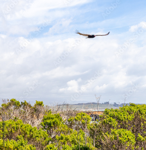 Vulture in flight 