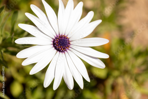 daisy flower