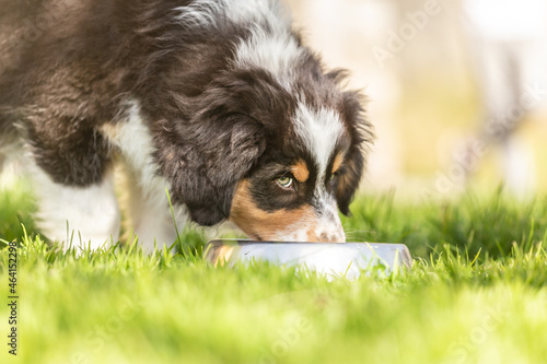 Fototapeta Naklejka Na Ścianę i Meble -  Portrait of a cute australian shepherd puppy drinking out of a water bowl