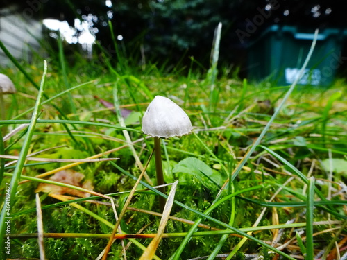 macro mushroom in the grass