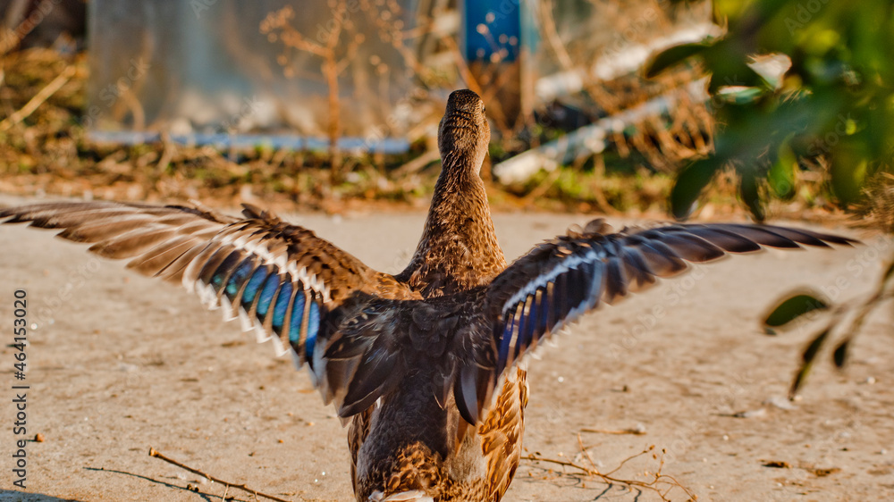 Obraz premium Duck Flapping