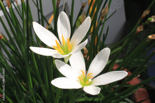 zephyranthes candida.close-up zephyranthes white.beauty flower background.  blooms in the garden. macro of blooming Rain Lily White