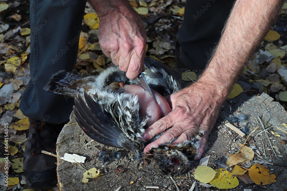 Obraz premium Closeup view of cutting wild chicken breast out