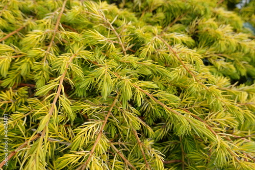 All Gold Juniper..A spectacular new form of ground cover Juniper.