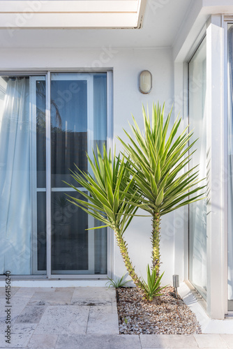 Vertical view of yucca plant in gravel against windows