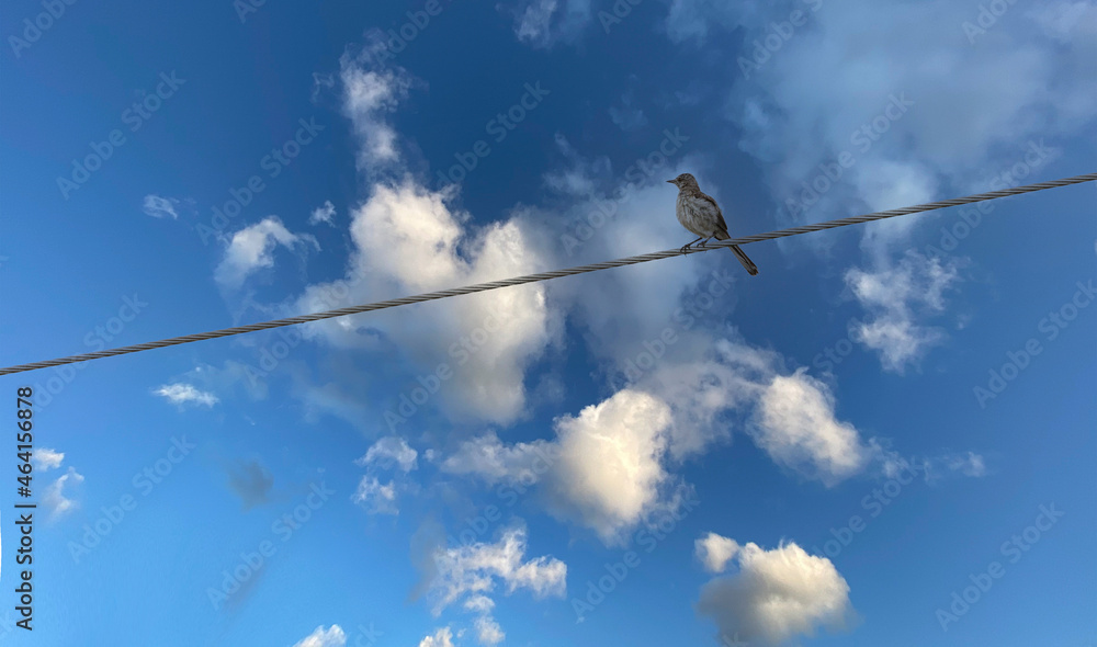 bird blue sky line