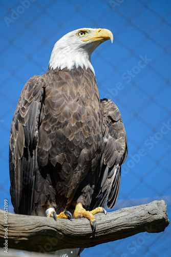 Vertical shot of a bald eagle perched on a tree branch in a zoo under the sunlight