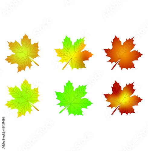 set of maple leaves in autumn 