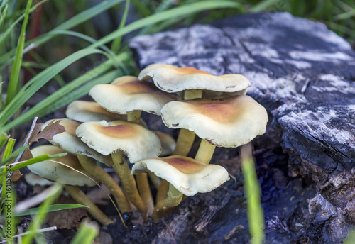 Hypholoma fasciculare, commonly known as the sulphur tuft or clustered woodlover photo