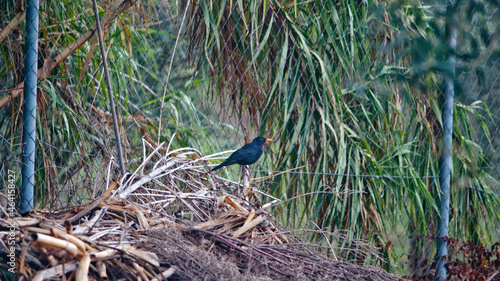 Black Bird on Cane