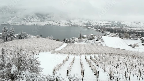 Snow covered dormant grapevines in an organic winery vineyard overlooking Skaha Lake in the Okanagan Valley at Penticton, British Columbia, Canada. photo
