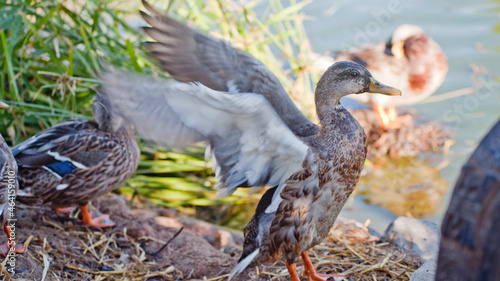 Duck Flapping © Simone