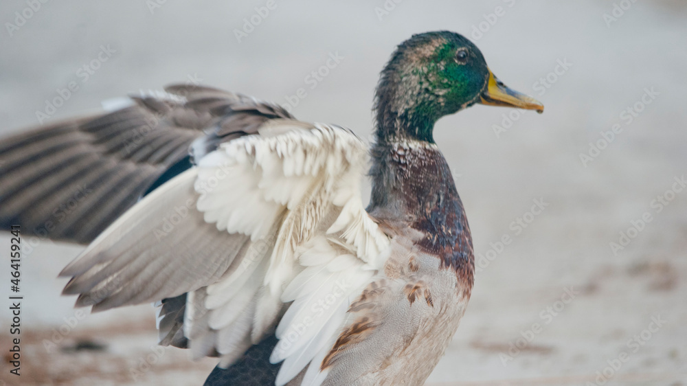 Obraz premium Duck Wings Folding