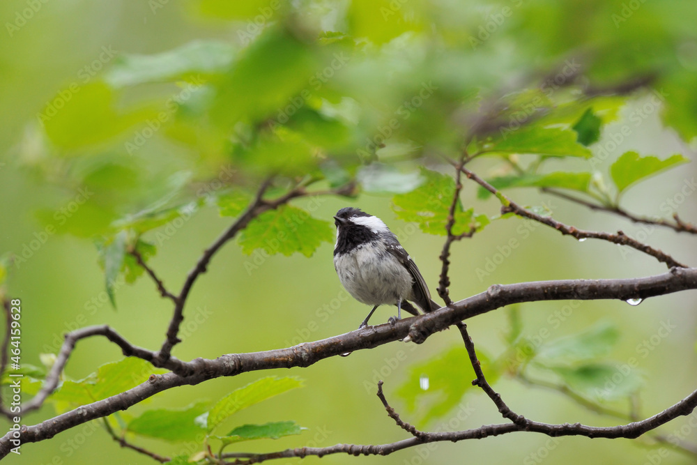 Fototapeta premium ヒガラ（北海道・知床） 