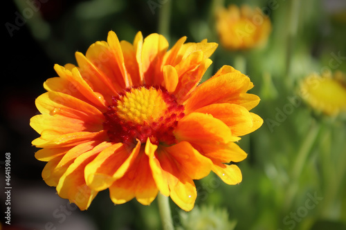 Closeup of yellow and orange blanket flowers