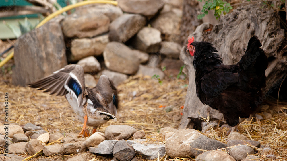 Fototapeta premium Chicken Vs Duck II