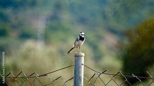 Wagtail (Side Profile)