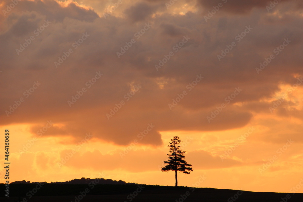 美しい夕焼けの空と松の木
