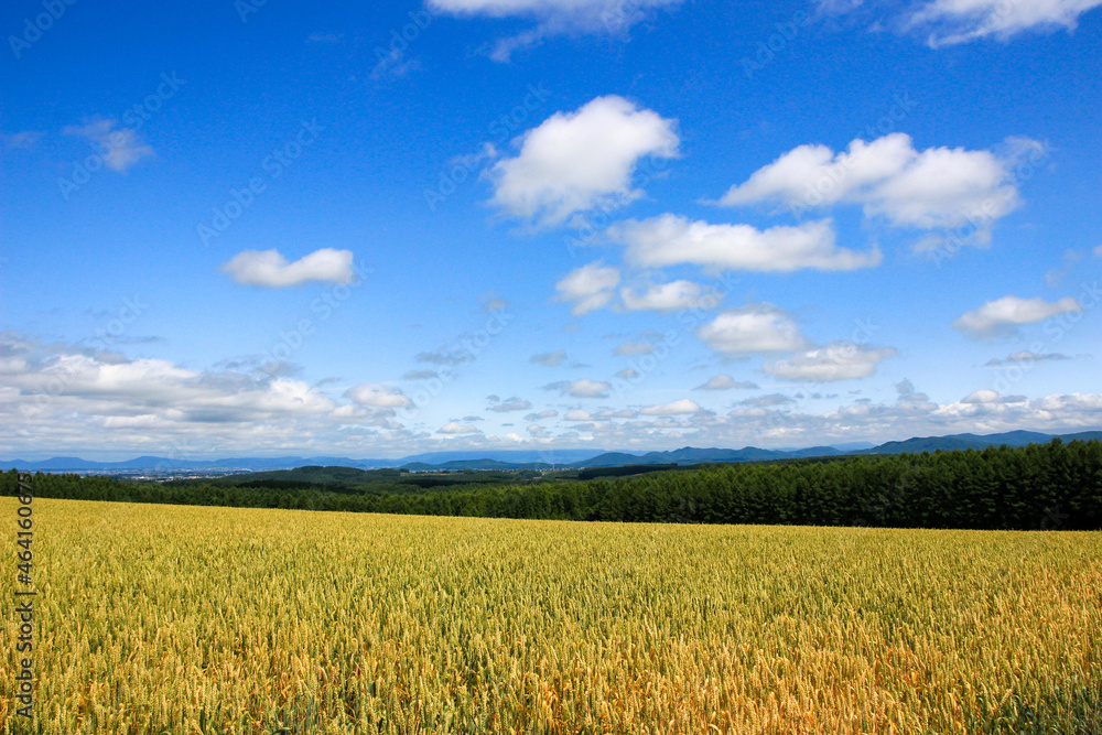 初夏の麦畑と青空