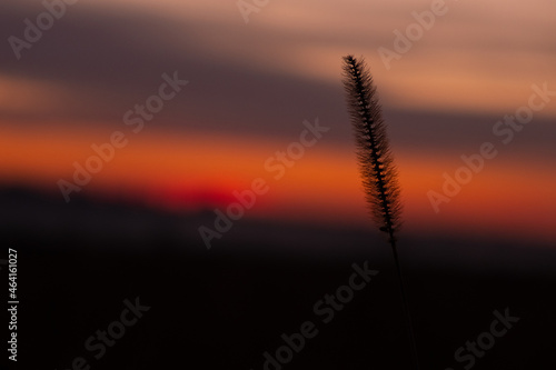 grass against the backdrop of a beautiful sky at morning sunrise, autumn dawn with copy space blurred out of focus