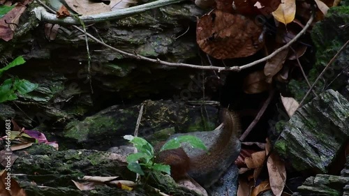 Digging for food in between rocks, looks up and goes to the right, returns,  Northern Treeshrew, Tupaia belangeri, Khao Laem National Park, Thailand photo