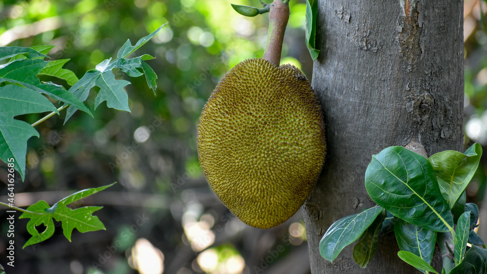 Closeup of fresh Jackfruit on the tree in garden. Closeup of fresh Jackfruit on the tree in garden.