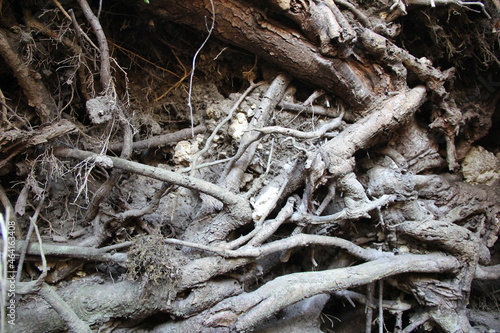 折り重なるようにして露出している木の根