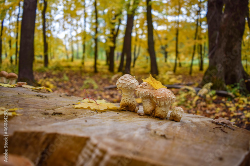 Mushrooms grow on a poplar stump against the background of yellow maple leaves on an autumn day